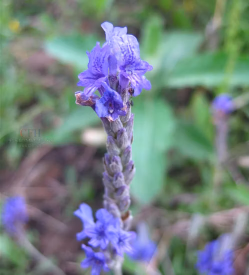 Flor de lavanda seca de alta qualidade para chá de ervas