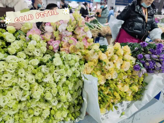 Presentes de Natal por atacado flores frescas cortadas muitas variedades Eustoma para decoração